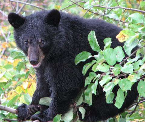 Coastal Revelations Vancouver Island BC Rainforest Tours